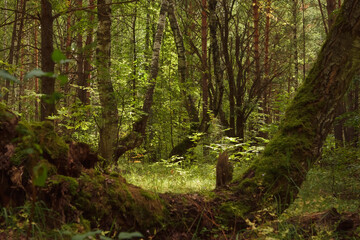 Green forest, branches, grass, leaves in summer