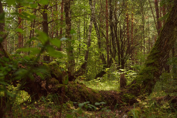 Green forest, branches, grass, leaves in summer