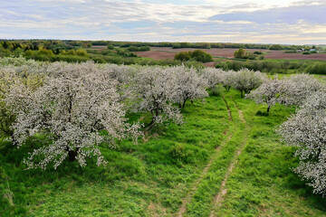 Fototapeta na wymiar Apple trees blossom garden top view drone