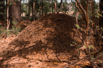 Green forest, grass, leaves, anthill in summer