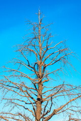 dry tree