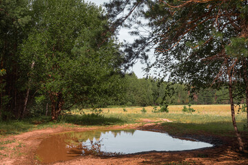 Green forest, branches, grass, leaves in summer