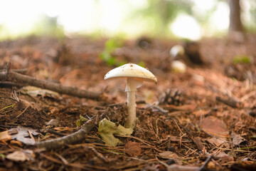 Green forest, grass, leaves, mushrooms in summer