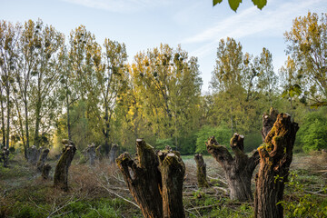 cut willow trees