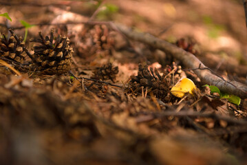Green forest, grass, leaves, mushrooms in summer