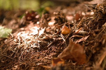 Green forest, grass, leaves, mushrooms in summer