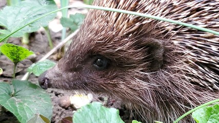Very small young hedgehog with black wet nose and grey spikes looking into camera. Baby animal among green grass on ground