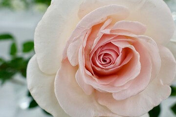 Fototapeta na wymiar rose flowers