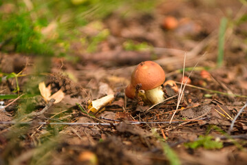 Green forest, grass, leaves, mushrooms in summer