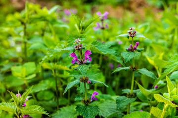 deadnettle, lamium purpureum