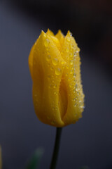 yellow tulip with water drops