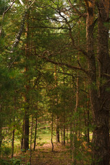 Fototapeta premium Green forest, branches, grass, leaves in summer