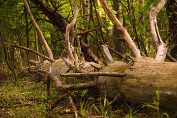 Green forest, branches, grass, drift in summer