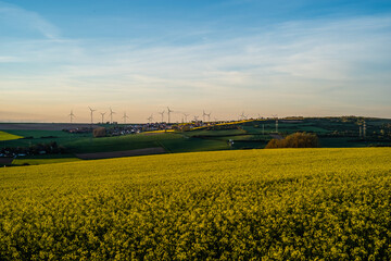 sunset in the field