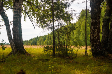 Fototapeta premium Green forest, branches, grass, leaves in summer