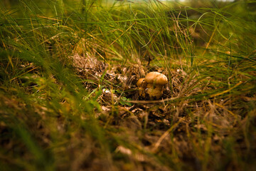 Green forest, grass, leaves, mushrooms in summer