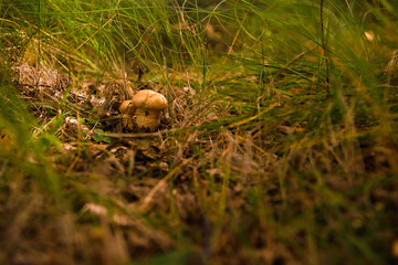 Green forest, grass, leaves, mushrooms in summer