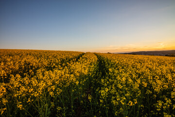 canola in evening light with tracks