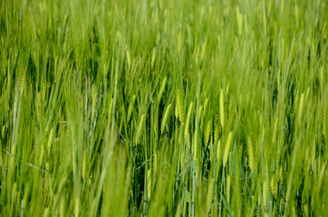 Fototapeta na wymiar Wheat field. Green ear spikes on spring day, close up. Green barley field in countryside. Spikelet of wheat swaying in the wind. Young ripe ears swaying on the wind. Agriculture and food production.