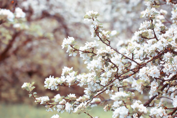 spring blooming garden background, delicate white flowers on trees, seasonal march springtime