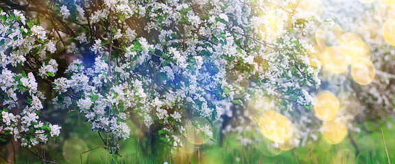 Fototapeta na wymiar spring blooming garden background, delicate white flowers on trees, seasonal march springtime