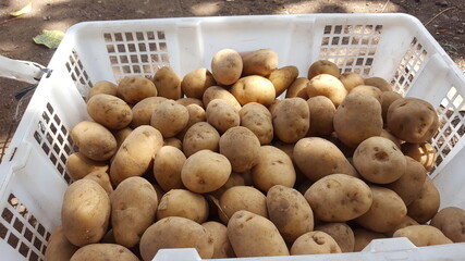 potatoes in basket