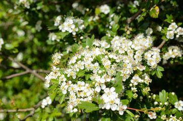 Common Hawthorn flowers on the bush during spring season. Plant of Crataegus monogyna. Hawthorn blossom. Flowering thornapple. May-tree blooming in the forest. Fruit flowers. Crataegus monogyna