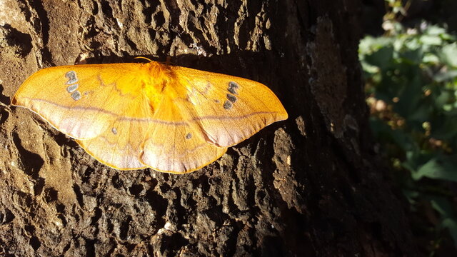cricula trifenestrata butterfly.cricula silkmoth
