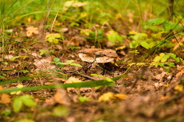Green forest, grass, leaves, mushrooms in summer