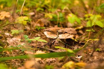 Green forest, grass, leaves, mushrooms in summer