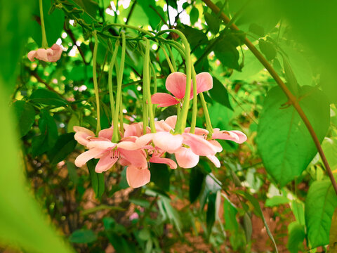 pink lily in the garden