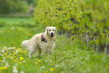 Happy golden retriever dog running in a field of flowers