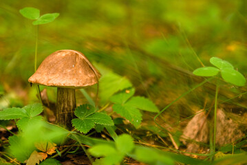 Green forest, grass, leaves, mushrooms in summer