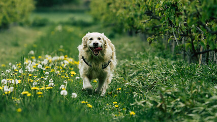 Happy golden retriever dog running in a field of flowers