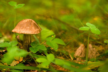 Green forest, grass, leaves, mushrooms in summer