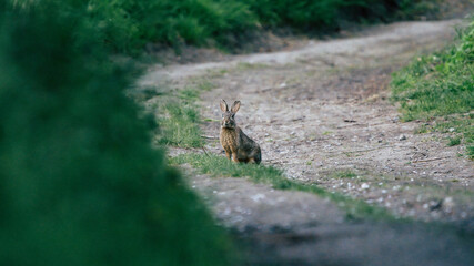 Hare rabbit on a road between fields