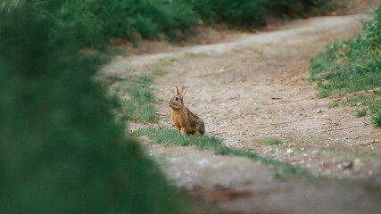 Hare rabbit on a road between fields