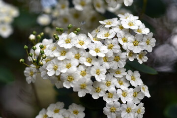 Weiße Blüten eines Thunbergs Spiersstrauchs