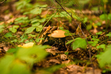 Green forest, grass, leaves, mushrooms in summer