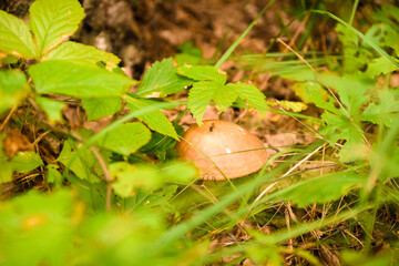 Green forest, grass, leaves, mushrooms in summer