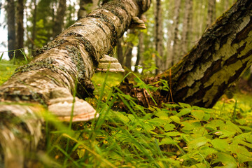 Green forest, grass, leaves, mushrooms in summer