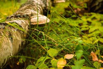Green forest, grass, leaves, mushrooms in summer
