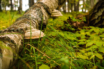 Obraz premium Green forest, grass, leaves, mushrooms in summer