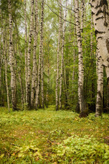 Green forest, branches, grass, leaves in summer