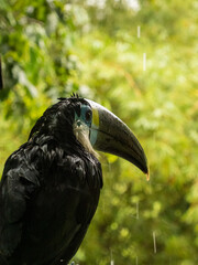 Tucan