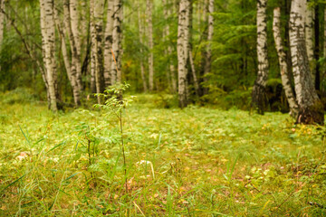 Green forest, branches, grass, leaves in summer