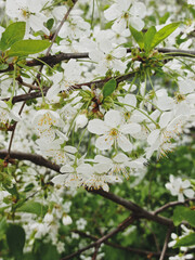 tree blossom