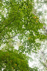Fototapeta premium Green forest, branches, grass, leaves in summer