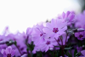 Fioletowe i różowe dywany z kwiatów