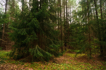 Green forest, branches, grass, leaves in summer